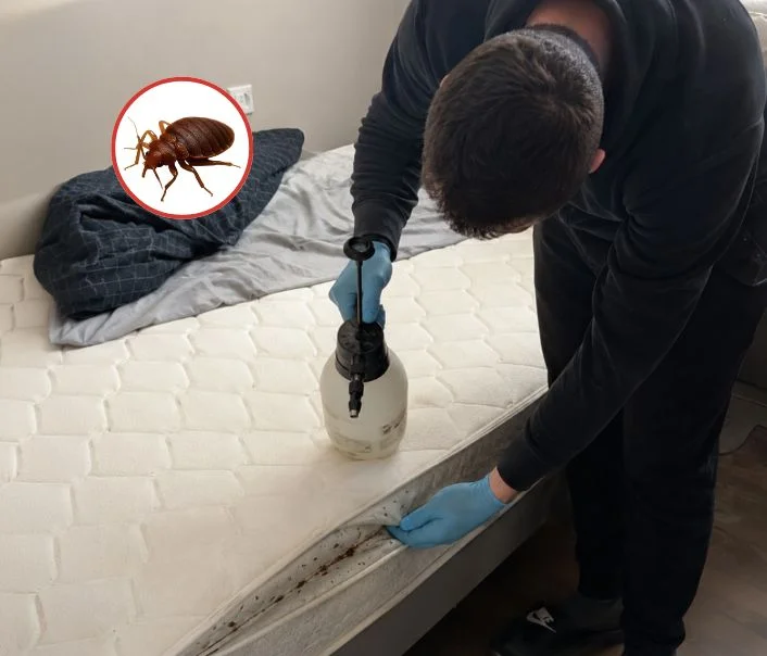 Technicien traitant un matelas contre les punaises de lit à Aubergenville